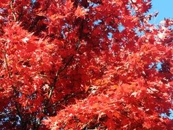 colorful foliage in the bright sun in autumn