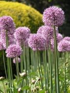 Allium Flowers