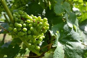 ripening green grapes