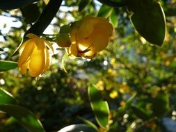 yellow flowers on a tropical tree