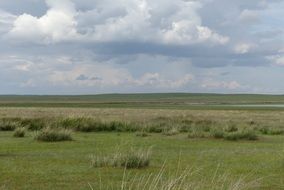 tall Grass in Steppe, Mongolia