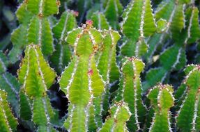 cactus garden in Lanzarote