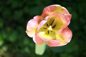 tulips petals macro