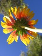 bottom view of a colorful yellow flower