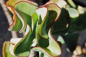 succulent cacti on the island of Lanzarote