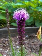 Liatris, Gayfeather, Blazing Star, blooming plant in garden