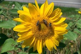 three bees on a bright yellow sunflower close-up