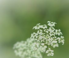 Closeup photo of White Queen Anne Lace flowers