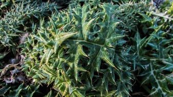 cynara cornigera plant in cape greco