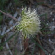 hairy flower of a wild plant