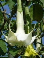 Trumpet Plant in Sri Lanka