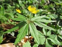 blooming yellow buttercup in the forest