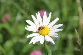 Macro picture of insect on a Blossom