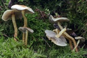forest mushrooms in green moss