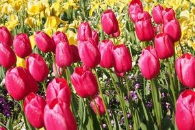 pink and yellow tulips at a flower show
