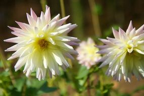 bright dahlias on a blurry background close-up