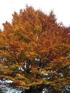 beautiful red tree in autumn on a cloudy day