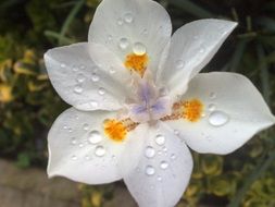 drops of dew on a white spring flower