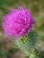 Thistle Flower Pink Wild Plant