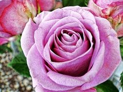 pink rose in a bouquet among flowers