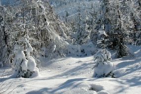 snow on trees in the mountains