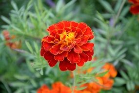 velvet calendula in the garden