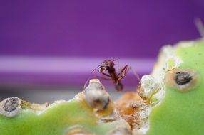 Ant on a green cactus