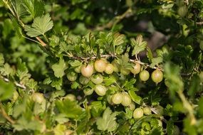 Green Gooseberries