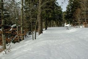 forest path Winter Landscape