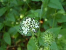 most beautiful white cute Flower