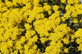 Lush Yellow Spring Flowers