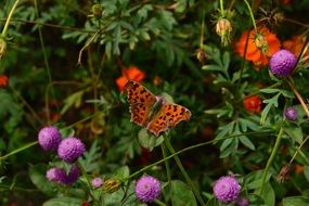 butterfly and flowers in Vladivostok