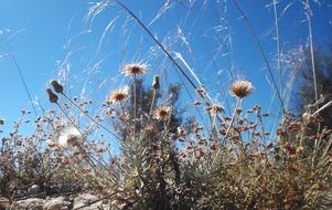 Landscapes of field flowers on a sunny day