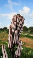 pink striped Flower Buds close up