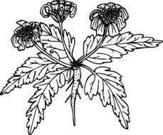 black and white graphic image of a field plant with three flowers