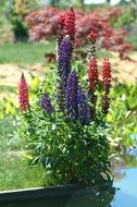 lupine, multicolored spring flowers in the garden