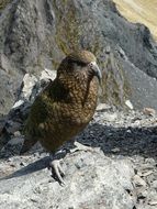 Picture of wild Kea Parrot