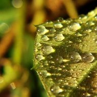 Drops on Leaf