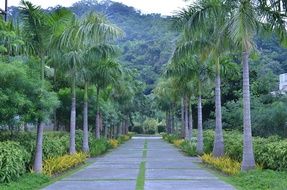 picturesque and pretty Palm Road