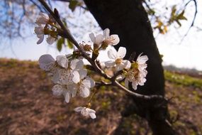 cherry blossom in Italy