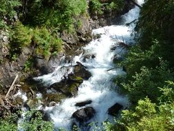 wild forest river