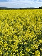 Beautiful yellow field of rapeseeds in summer season under blue sky with white clouds