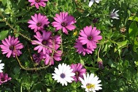 white and purple daisies in a summer garden