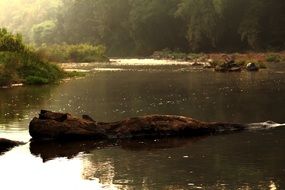 river in the forest in a sunny haze