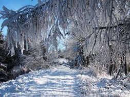 winter forest snowy branches landscape