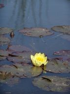 yellow water lily on a pond