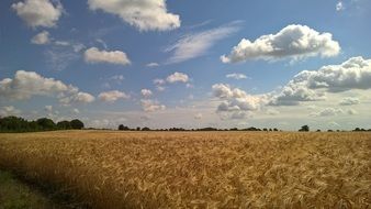 peaceful cereal field in summer