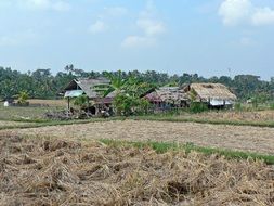 rural landscape in Bali in Indonesia