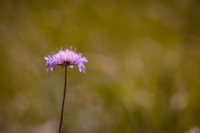 Deaf-Skabiose or Scabiosa Columbaria
