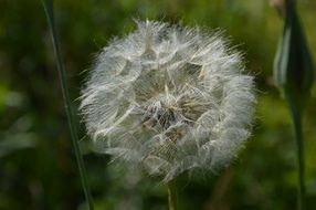 white fluff of a flower on a stalk